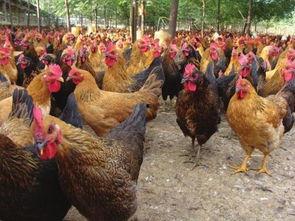 国产土鸡打架视频大全,激战正酣的打架视频大盘点