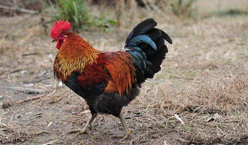 国产土鸡打架视频大全,激战正酣的打架视频大盘点